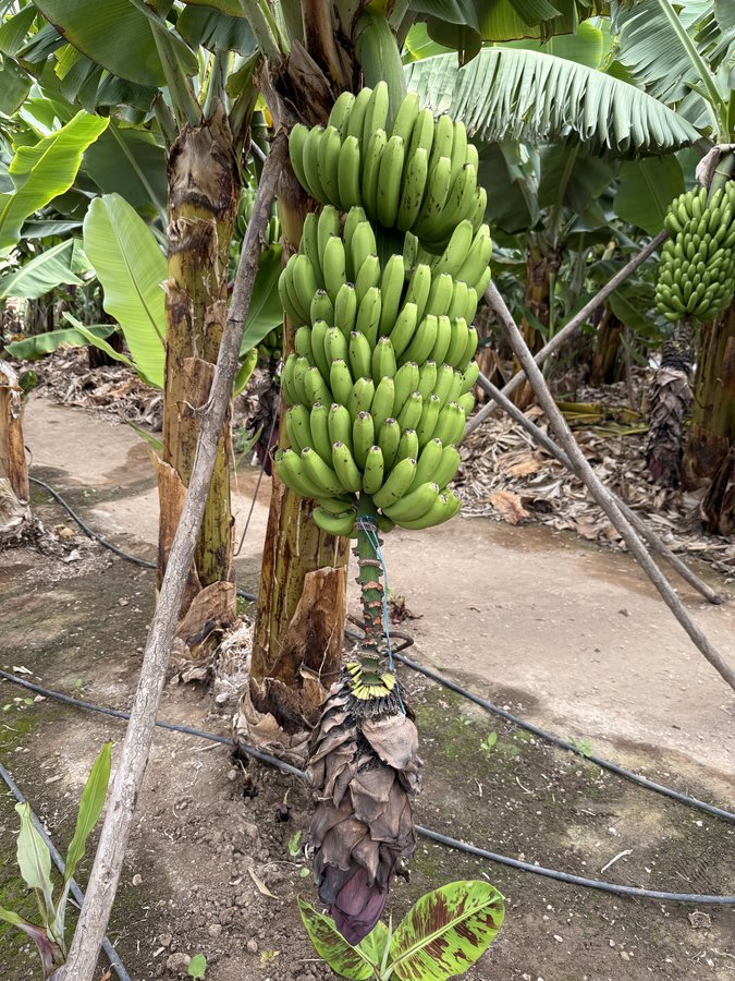 Bananieri