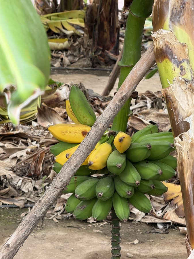 Ciorchine de banane