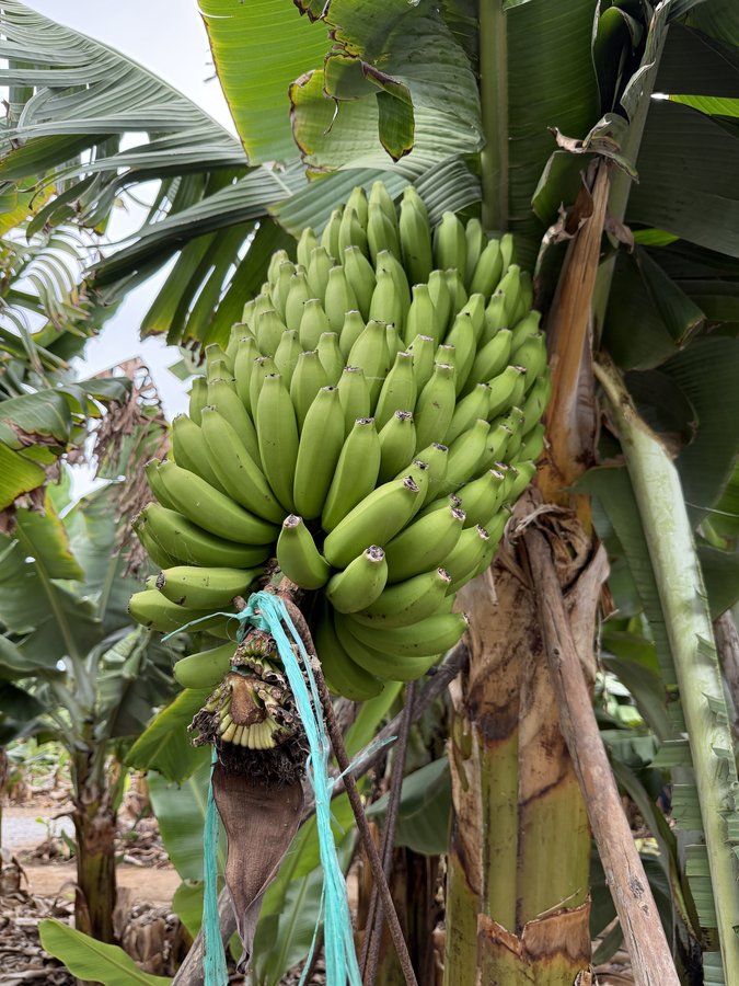 Ciorchine de banane