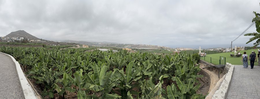 Plantație de banane