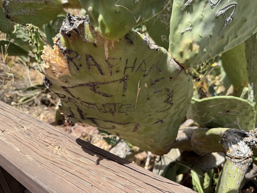 Cactus